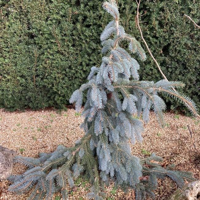 Picea Pungens The Blues - View 20 from www redcrocus com