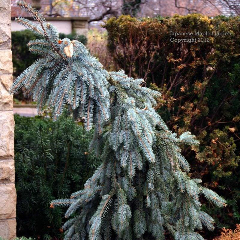 Picea Pungens The Blues - View 5 from www redcrocus com
