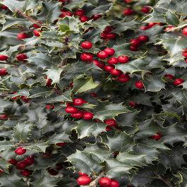 Ilex Red Beauty - View 10 from www redcrocus com