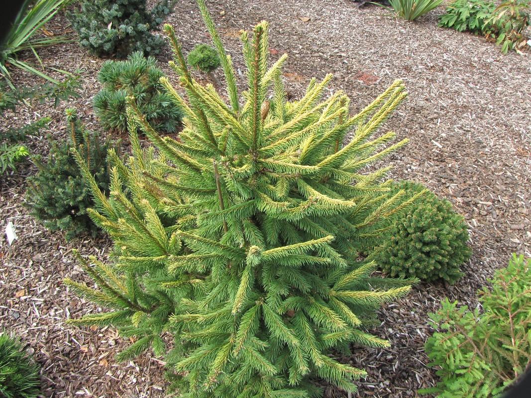 Picea Abies Humilis - View 12 from www redcrocus com