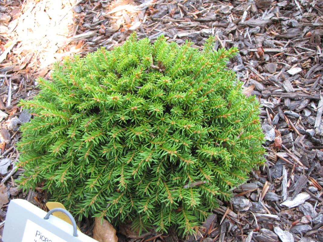 Picea Abies Humilis - View 13 from www redcrocus com