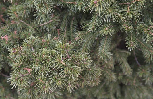 Picea Abies Humilis - View 1 from www redcrocus com