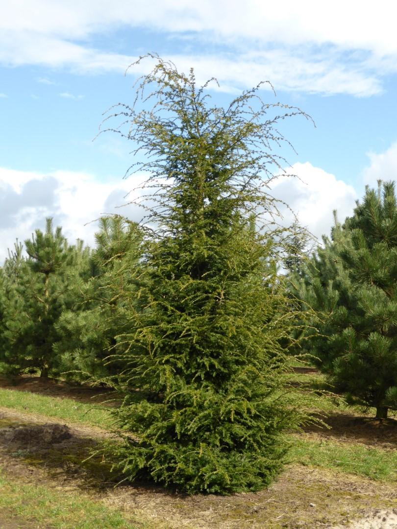 Tsuga Canadensis Bergman S Gem - View 16 from www redcrocus com