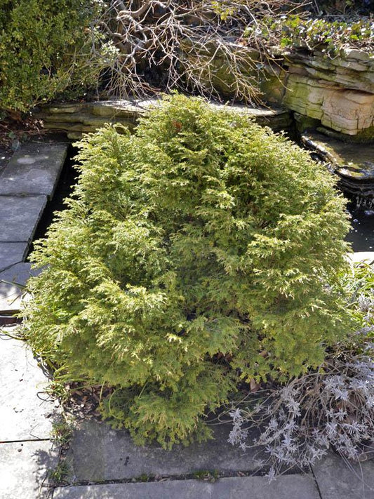 Tsuga Canadensis Bergman S Gem - View 1 from www redcrocus com