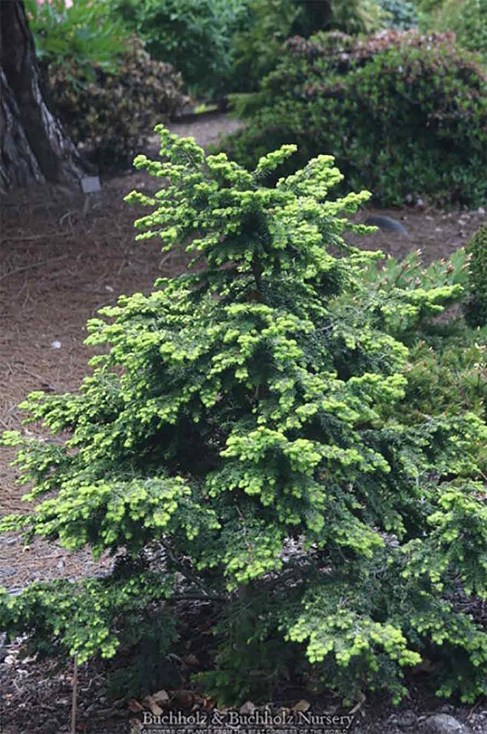 Tsuga Canadensis Bergman S Gem - View 4 from www redcrocus com