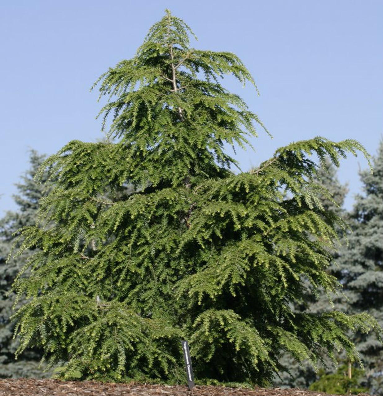 Tsuga Canadensis Bergman S Gem - View 6 from www redcrocus com