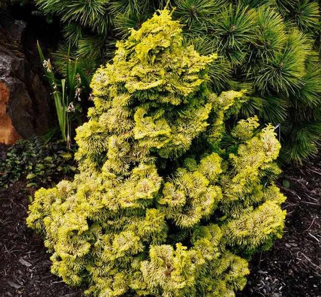 Chamaecyparis Obtusa Nana Lutea - View 12 from www redcrocus com