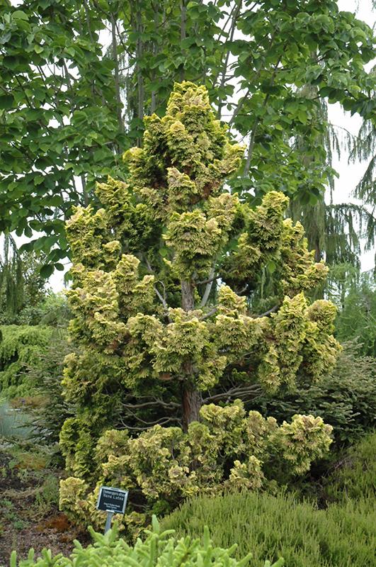 Chamaecyparis Obtusa Nana Lutea - View 17 from www redcrocus com
