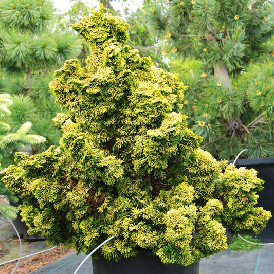 Chamaecyparis Obtusa Nana Lutea - View 1 from www redcrocus com