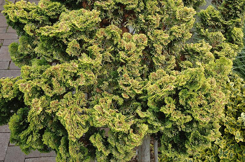 Chamaecyparis Obtusa Nana Lutea - View 20 from www redcrocus com