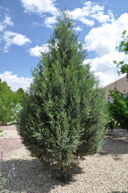 Juniperus Chinensis Spartan - View 1 from www redcrocus com