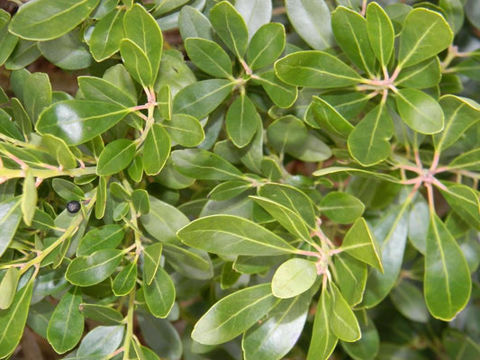 Ilex Glabra - View 10 from www redcrocus com