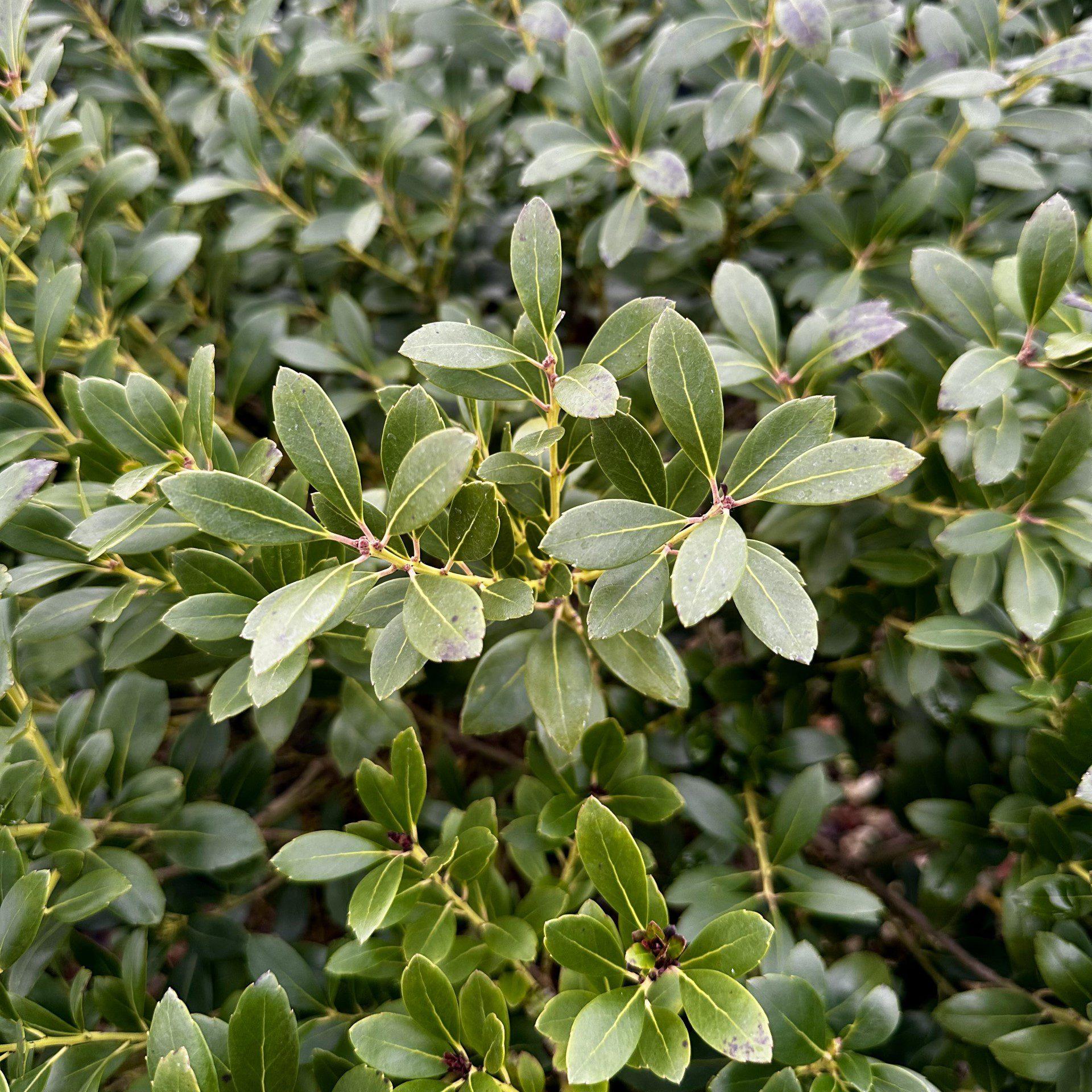 Ilex Glabra - View 11 from www redcrocus com