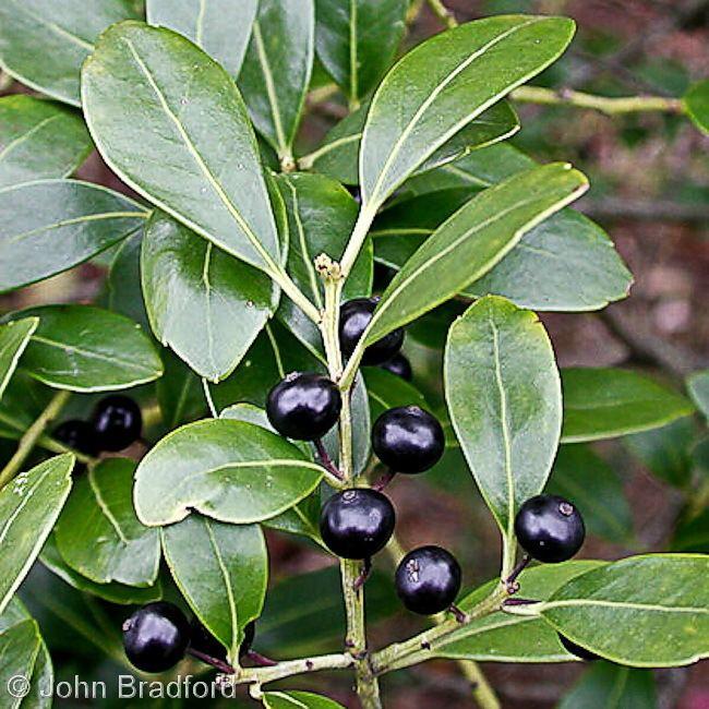 Ilex Glabra - View 15 from www redcrocus com