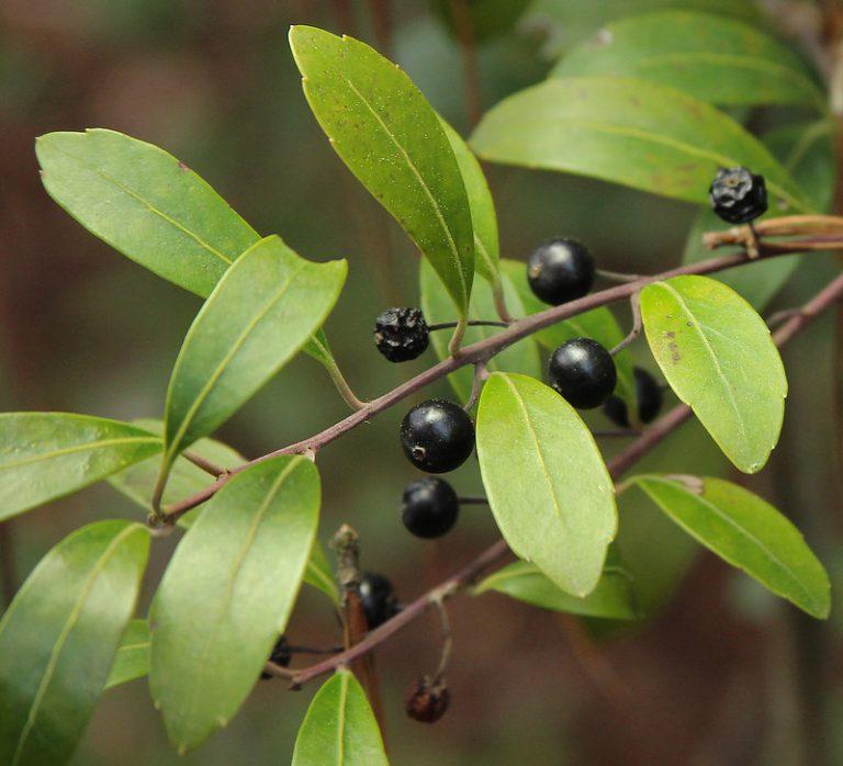 Ilex Glabra - View 17 from www redcrocus com
