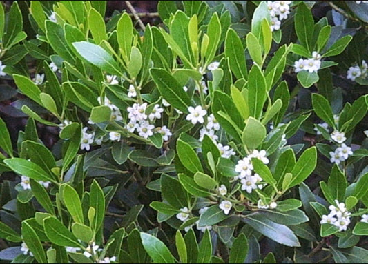 Ilex Glabra - View 1 from www redcrocus com