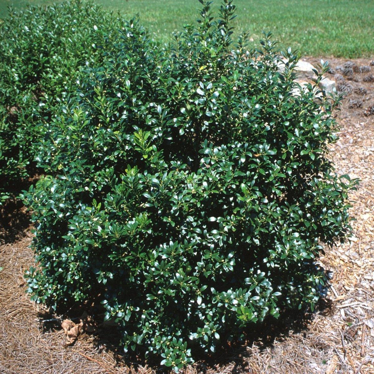 Ilex Glabra - View 20 from www redcrocus com
