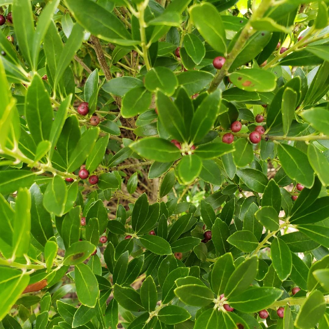 Ilex Glabra - View 5 from www redcrocus com