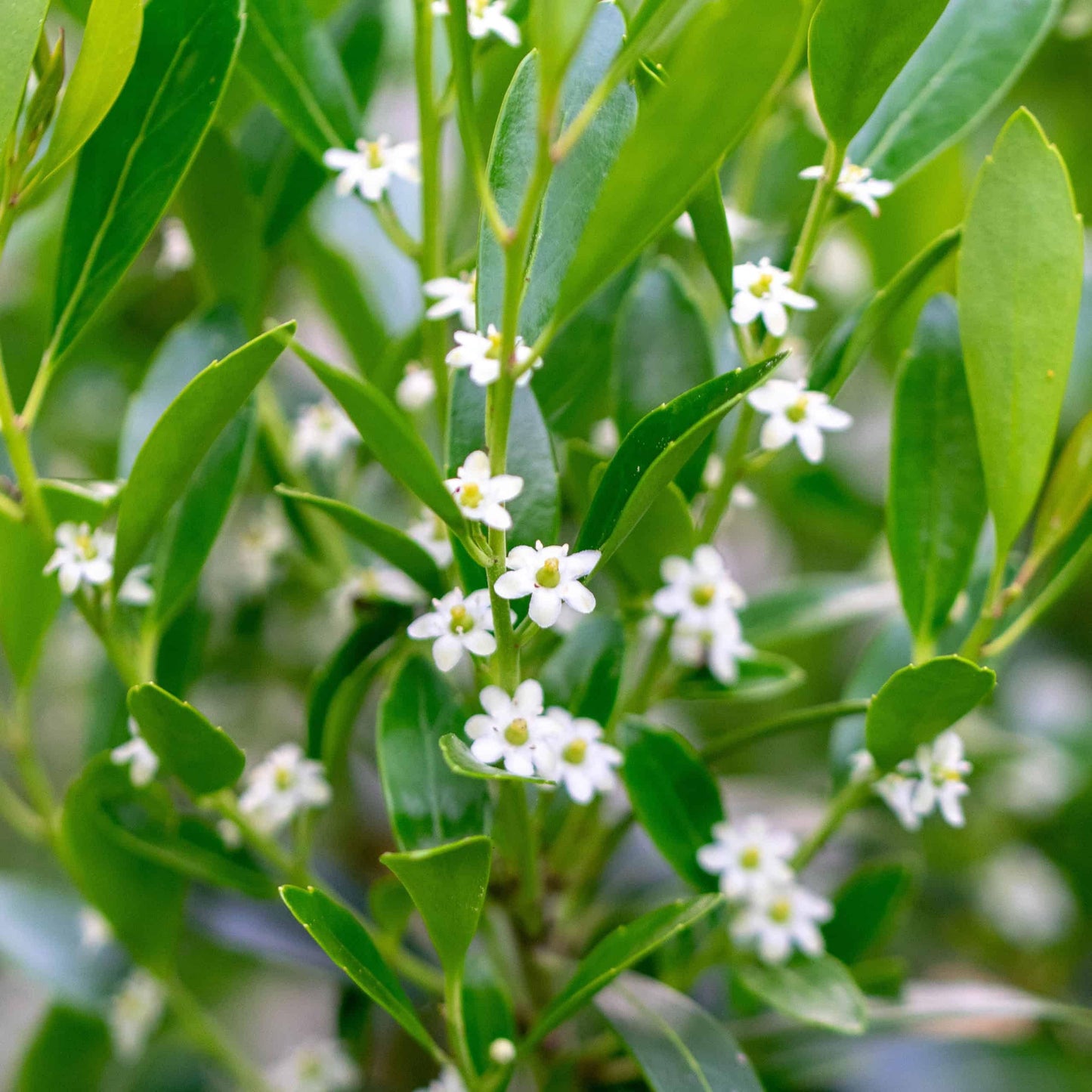 Ilex Glabra - View 6 from www redcrocus com
