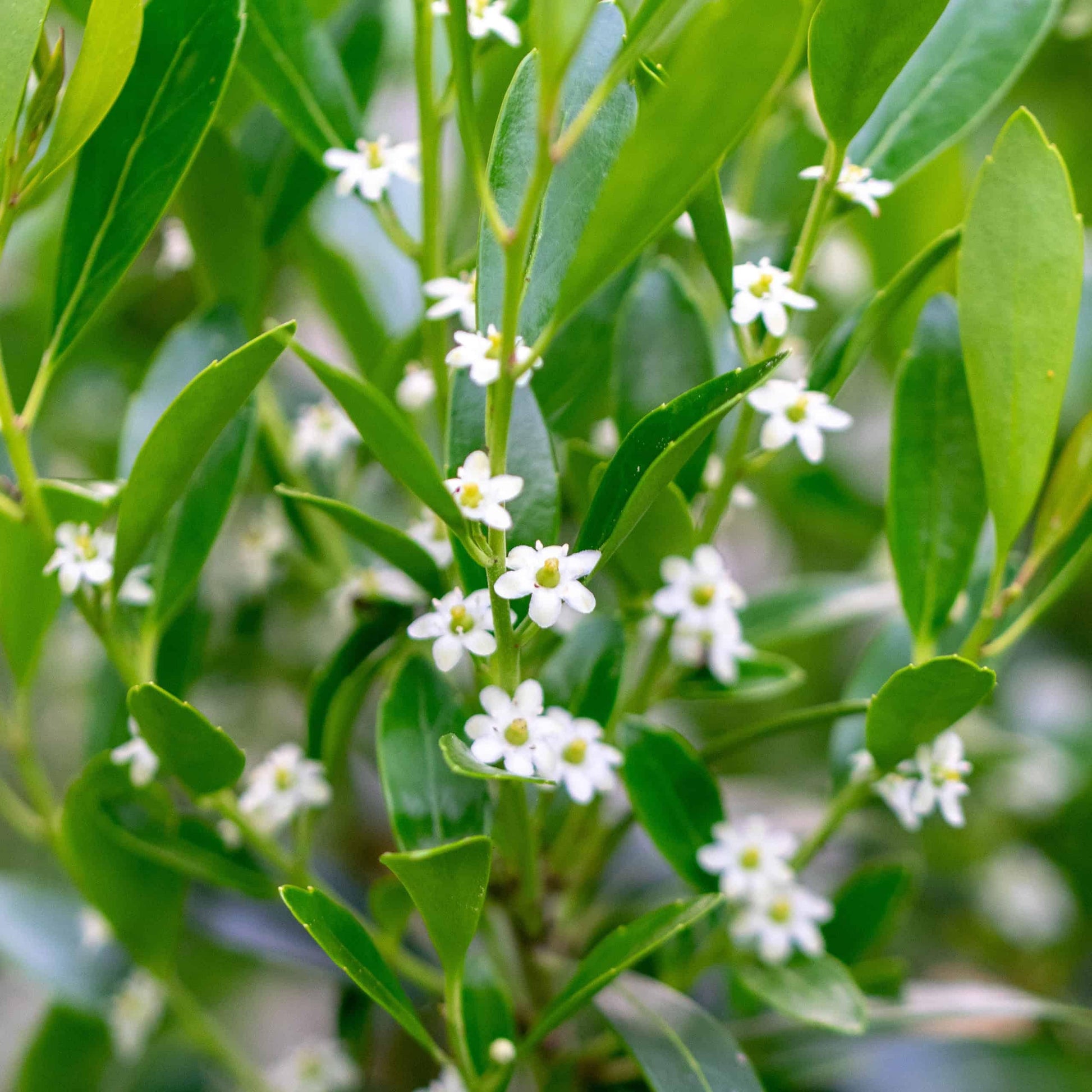 Ilex Glabra - View 6 from www redcrocus com