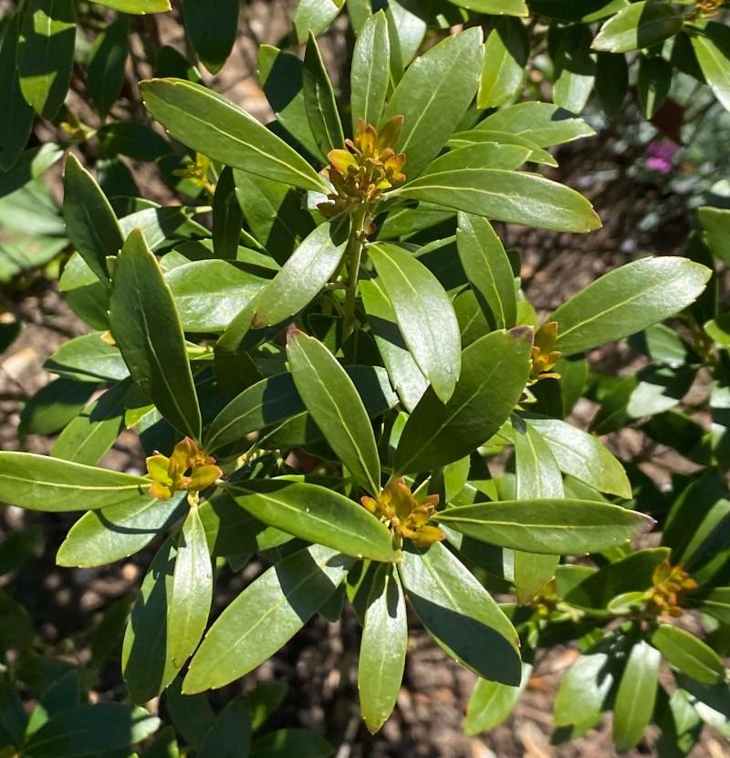Ilex Glabra - View 8 from www redcrocus com