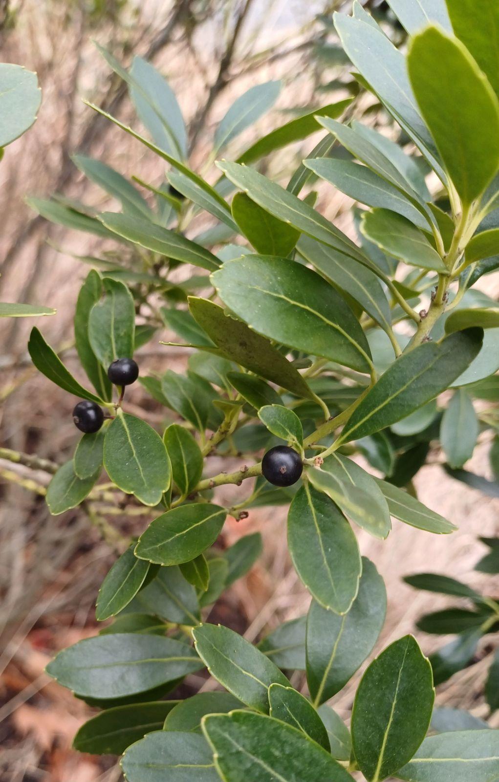 Ilex Glabra - View 9 from www redcrocus com