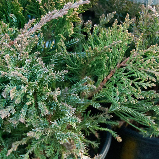 Juniperus Chinensis Sea Green - View 12 from www redcrocus com