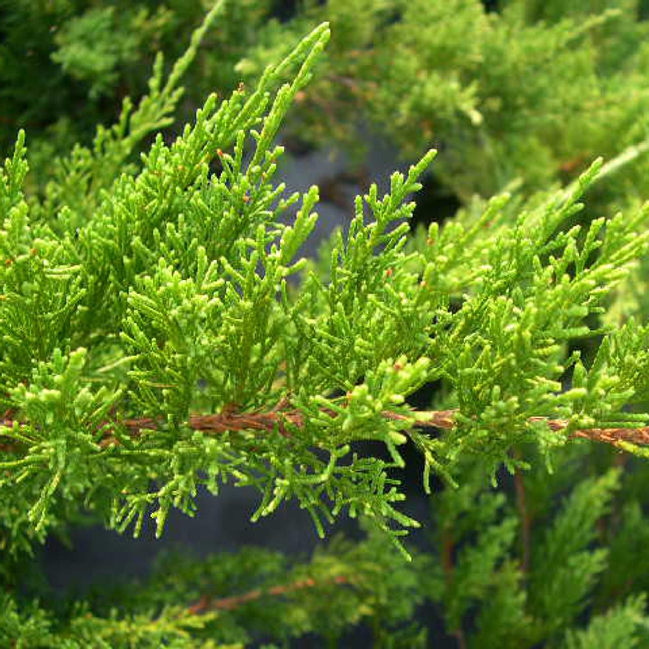Juniperus Chinensis Sea Green - View 9 from www redcrocus com