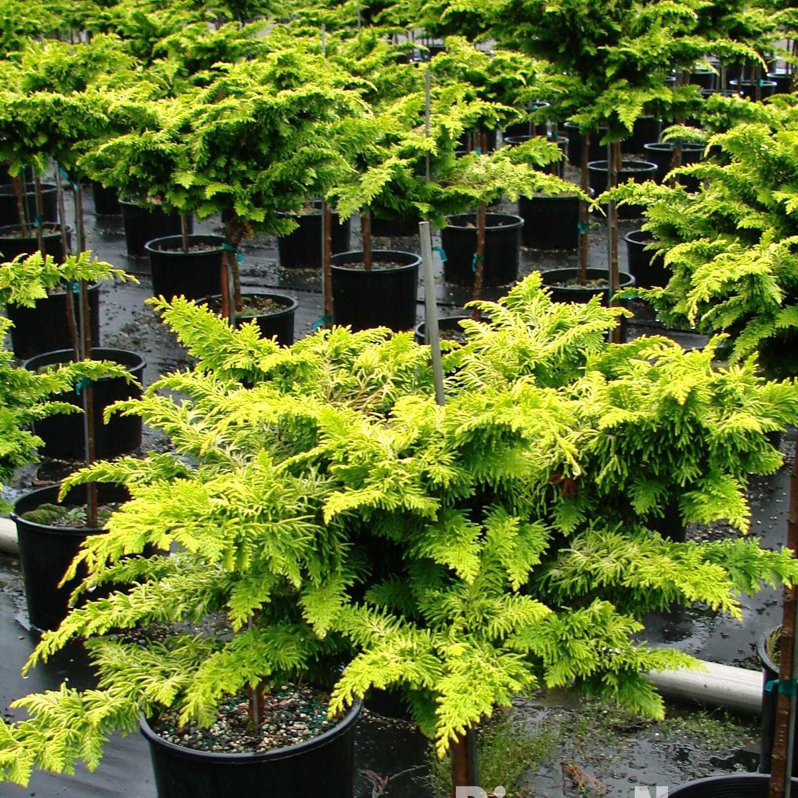 Chamaecyparis Obtusa Filicoides - View 4 from www redcrocus com