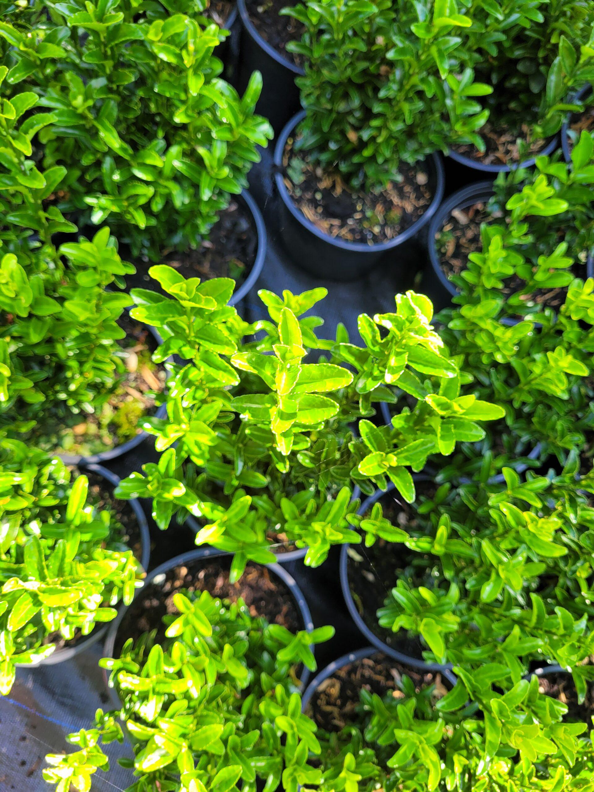 Euonymus Japonicus Green Spire Hedge Form (instant Hedge) - View 16 from www redcrocus com