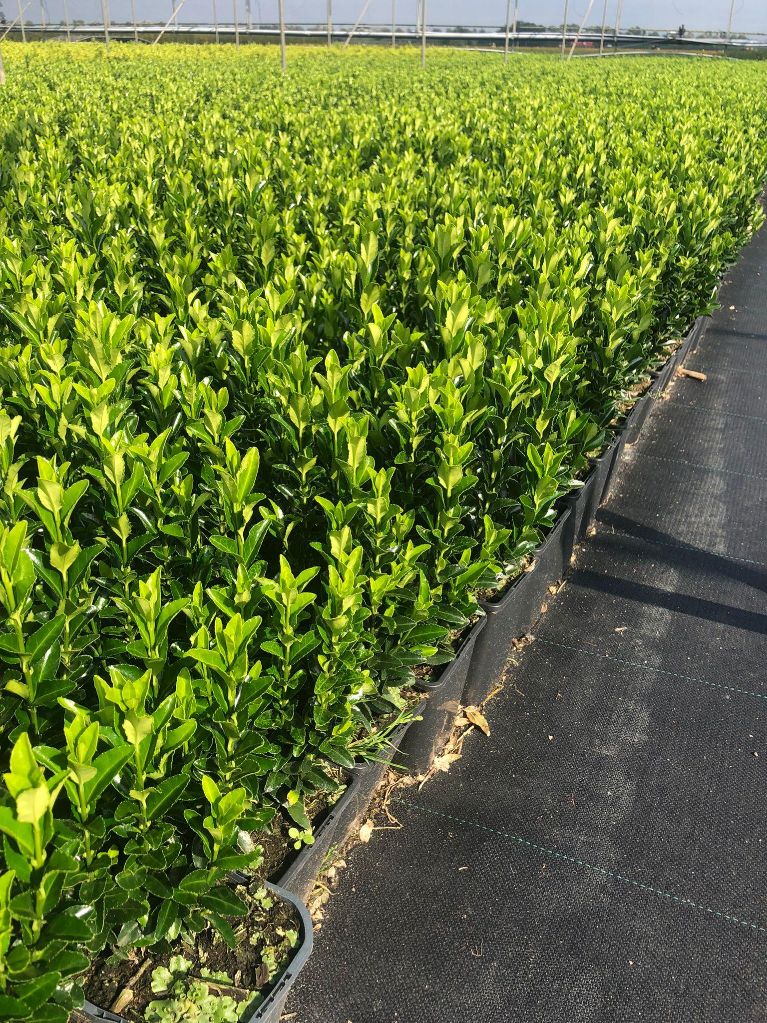 Euonymus Japonicus Green Spire Hedge Form (instant Hedge) - View 18 from www redcrocus com