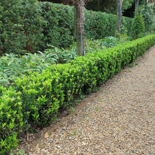 Euonymus Japonicus Green Spire Hedge Form (instant Hedge) - View 1 from www redcrocus com