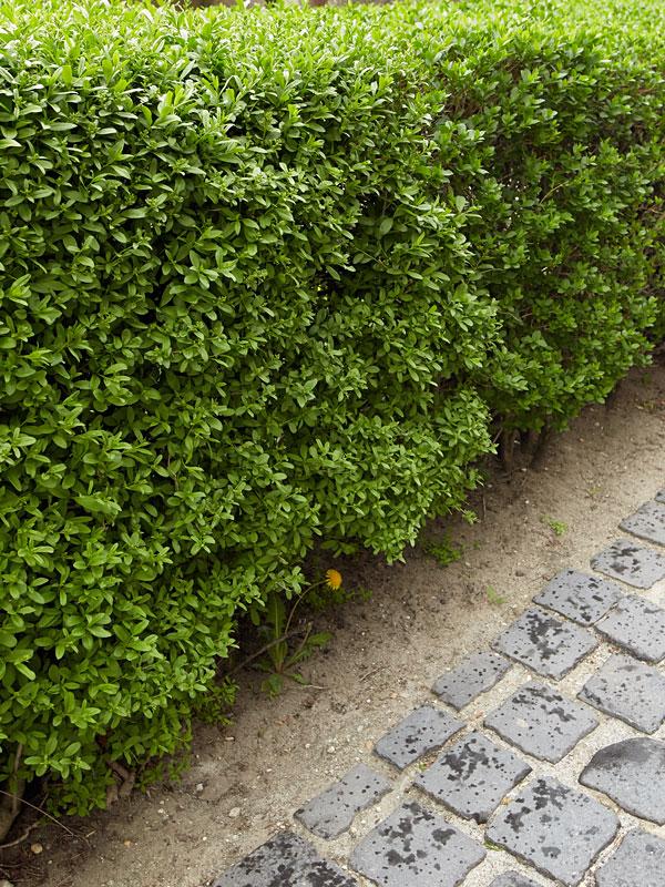 Buxus Microphylla Green Mountain Hedge Form (instant Hedge) - View 10 from www redcrocus com