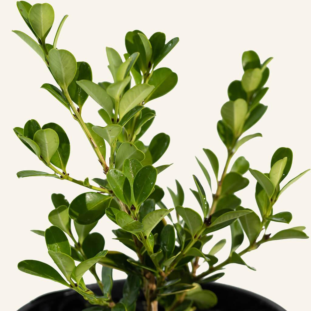 Buxus Microphylla Green Mountain Hedge Form (instant Hedge) - View 11 from www redcrocus com