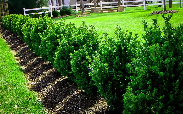 Buxus Microphylla Green Mountain Hedge Form (instant Hedge) - View 12 from www redcrocus com