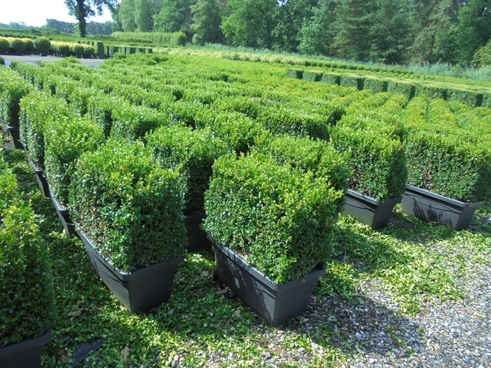 Buxus Microphylla Green Mountain Hedge Form (instant Hedge) - View 2 from www redcrocus com