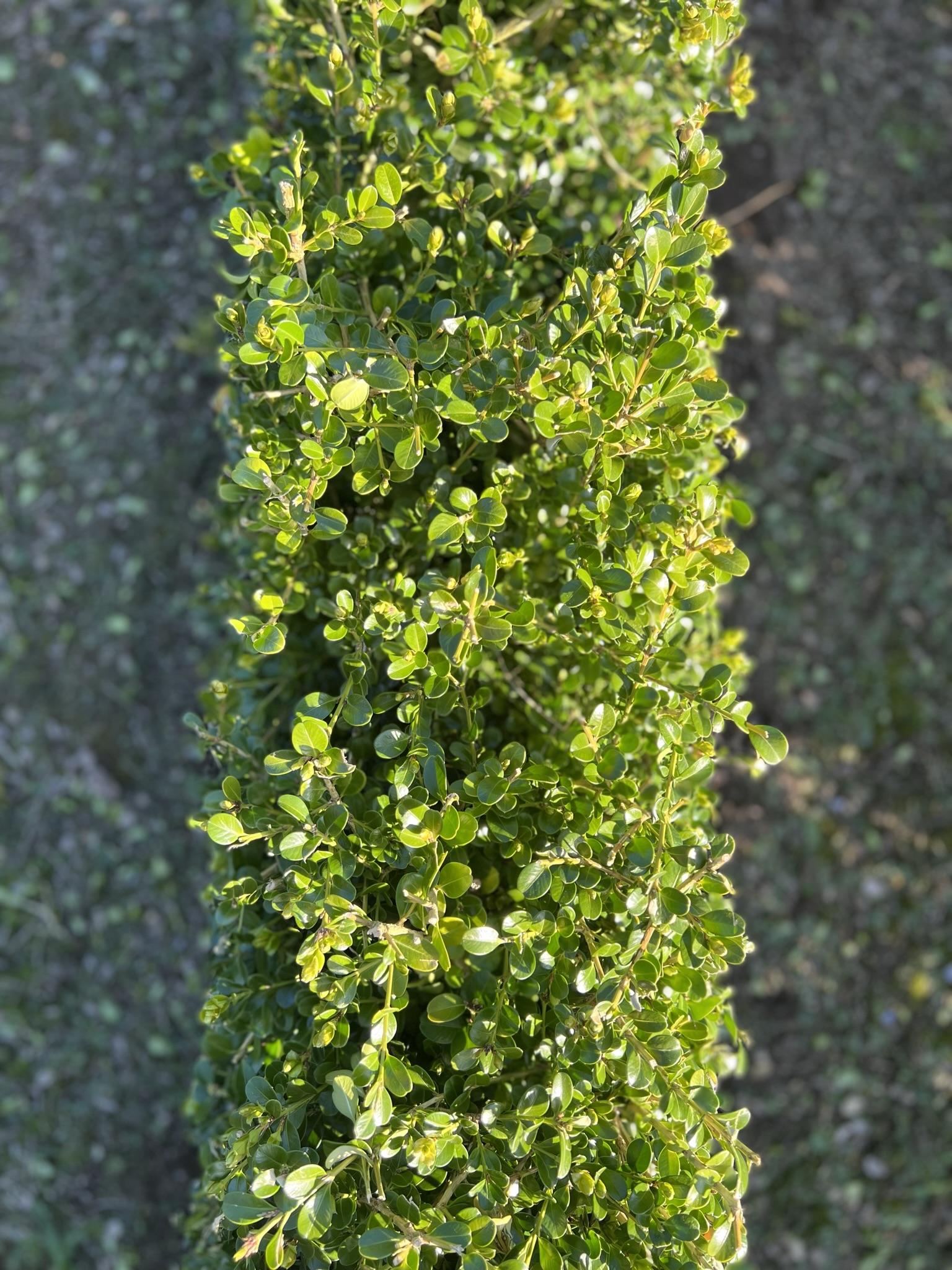 Buxus Microphylla Green Mountain Hedge Form (instant Hedge) - View 4 from www redcrocus com