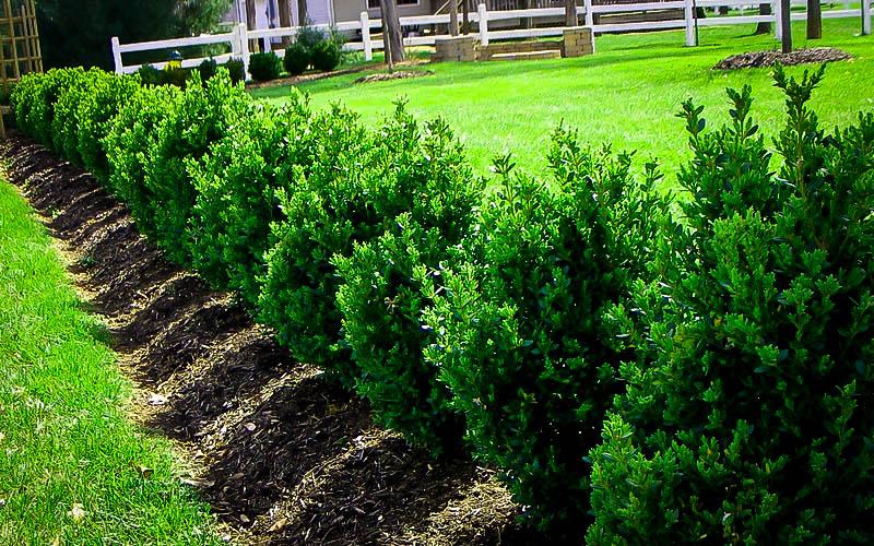 Buxus Microphylla Green Mountain Hedge Form (instant Hedge) - View 5 from www redcrocus com