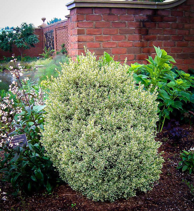Buxus Sempervirens Aureo Variegata - View 10 from www redcrocus com