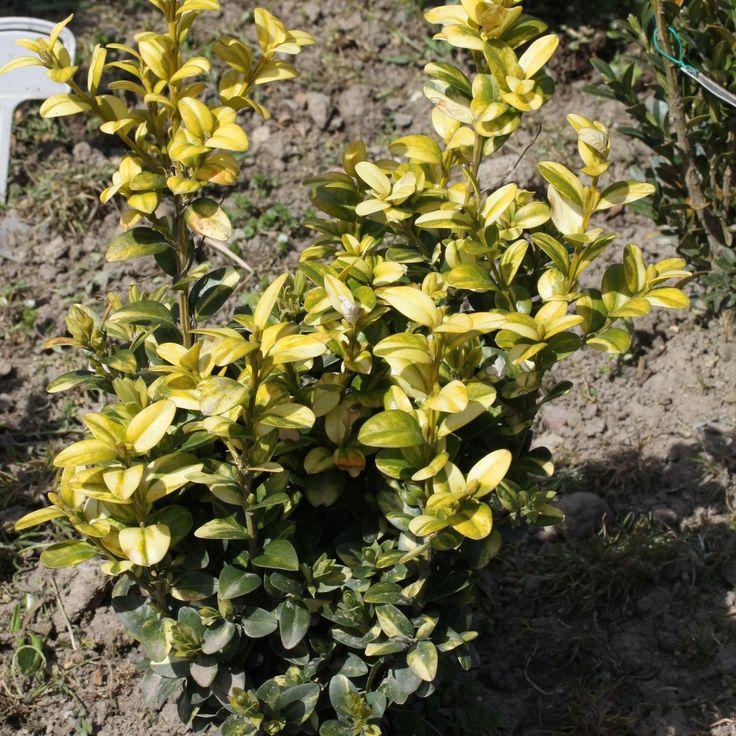 Buxus Sempervirens Aureo Variegata - View 12 from www redcrocus com