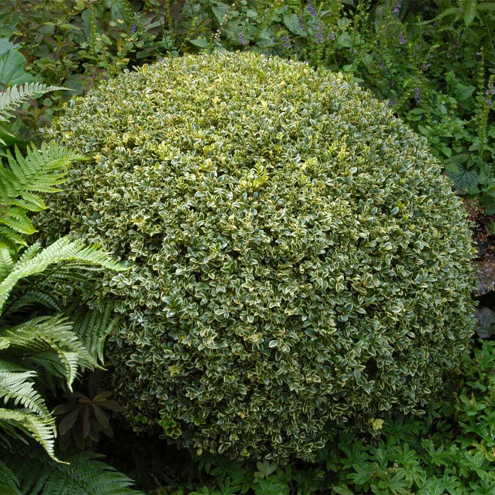 Buxus Sempervirens Aureo Variegata - View 13 from www redcrocus com