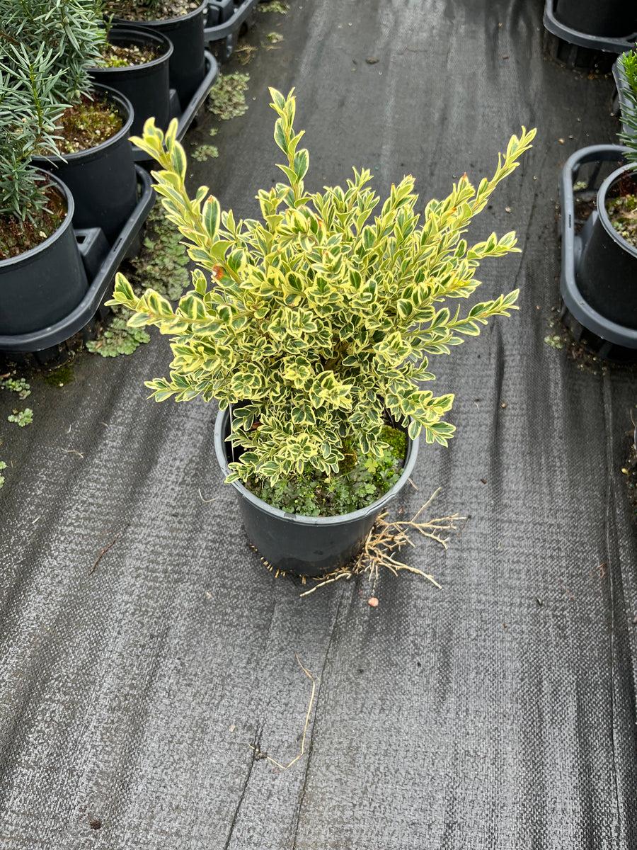 Buxus Sempervirens Aureo Variegata - View 14 from www redcrocus com