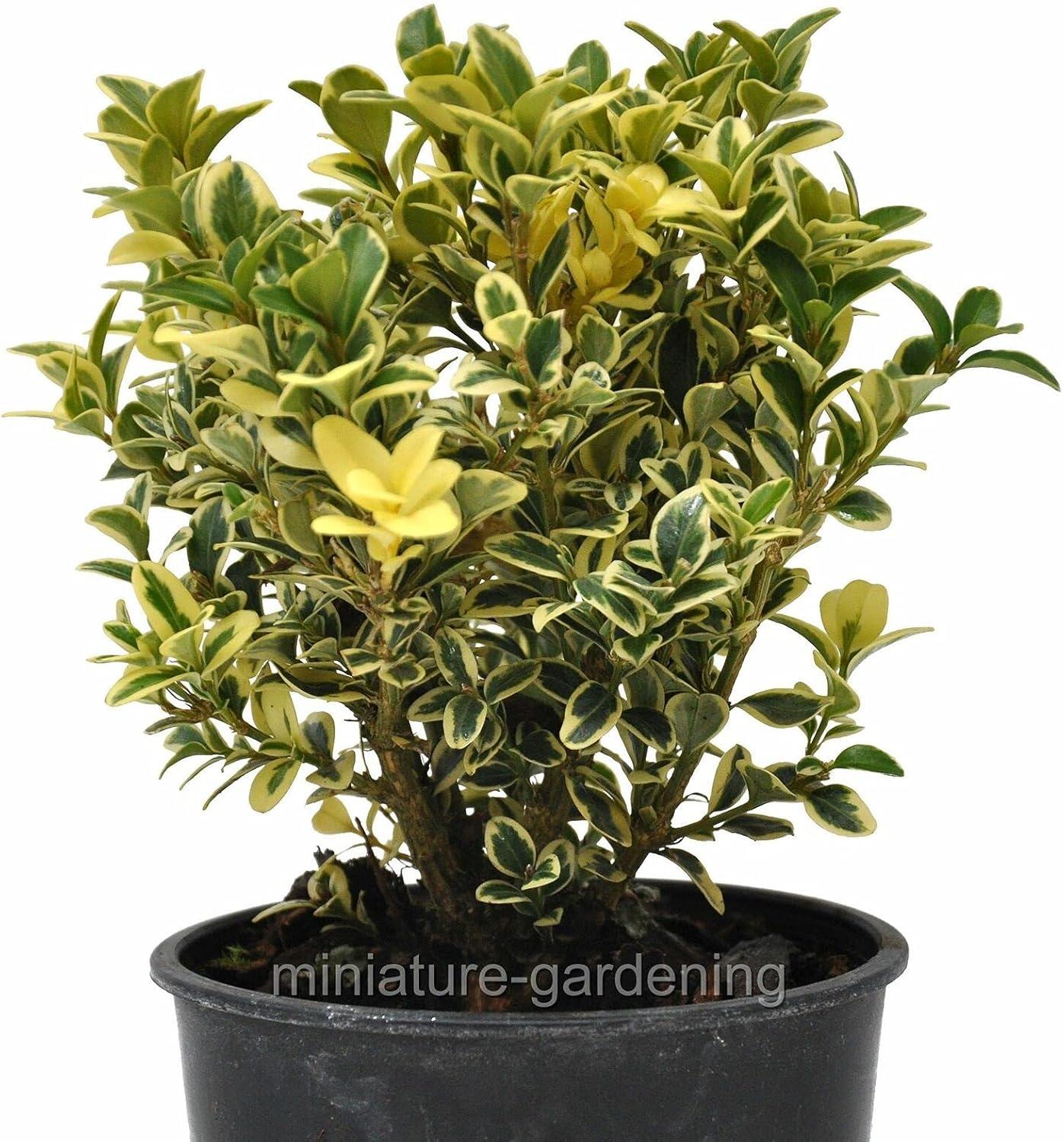 Buxus Sempervirens Aureo Variegata - View 15 from www redcrocus com