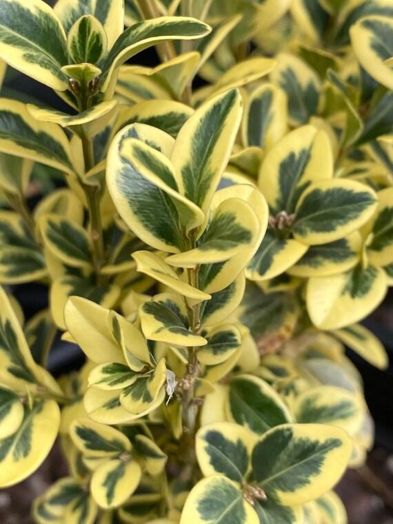 Buxus Sempervirens Aureo Variegata - View 16 from www redcrocus com
