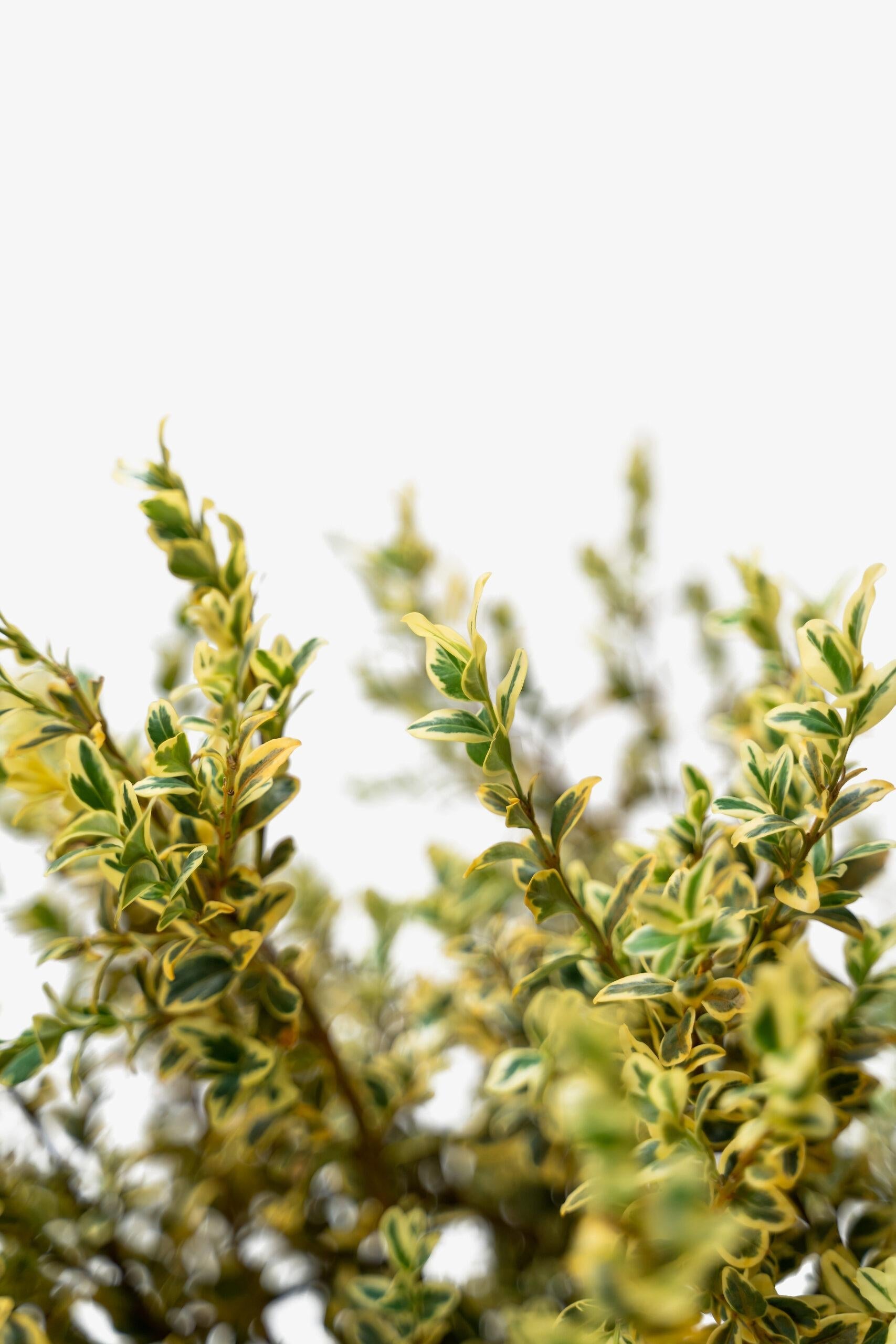 Buxus Sempervirens Aureo Variegata - View 19 from www redcrocus com