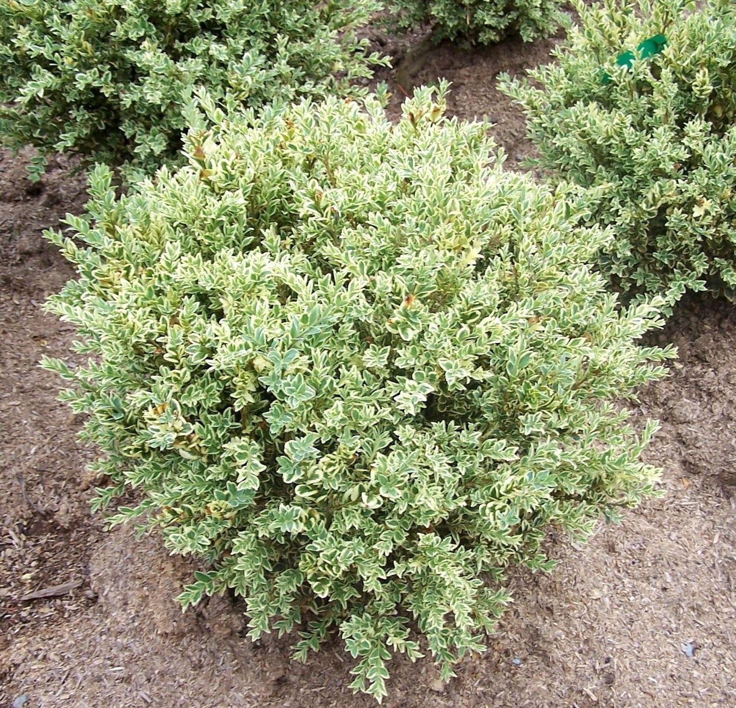Buxus Sempervirens Aureo Variegata - View 1 from www redcrocus com
