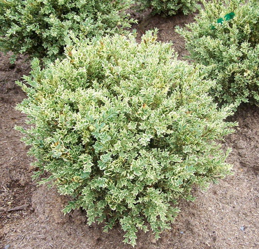Buxus Sempervirens Aureo Variegata - View 1 from www redcrocus com