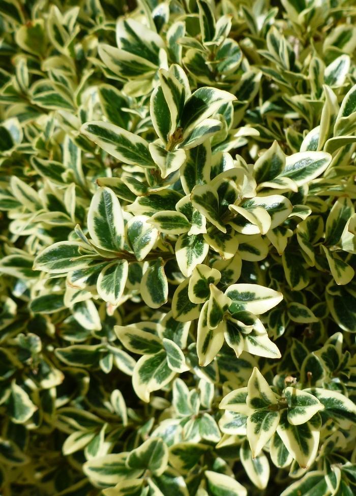 Buxus Sempervirens Aureo Variegata - View 2 from www redcrocus com