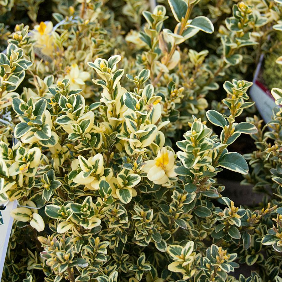 Buxus Sempervirens Aureo Variegata - View 4 from www redcrocus com