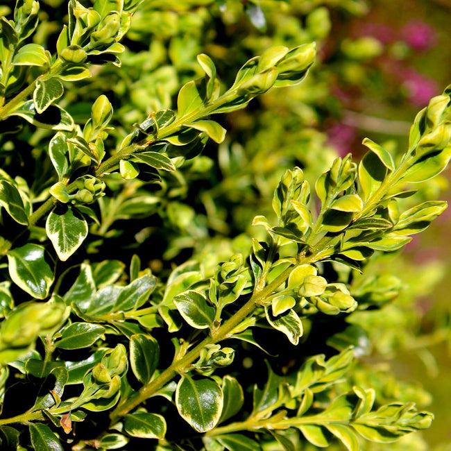 Buxus Sempervirens Aureo Variegata - View 5 from www redcrocus com